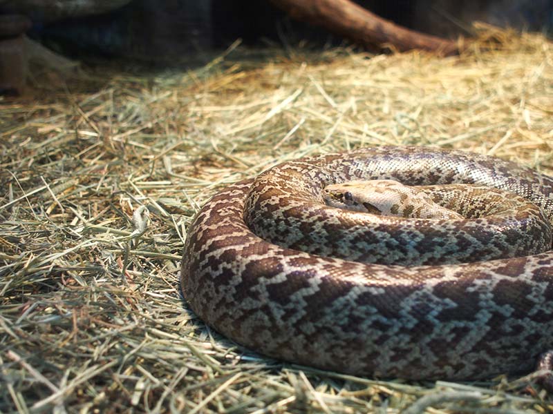 Serpentarium - Lost World Petting Zoo